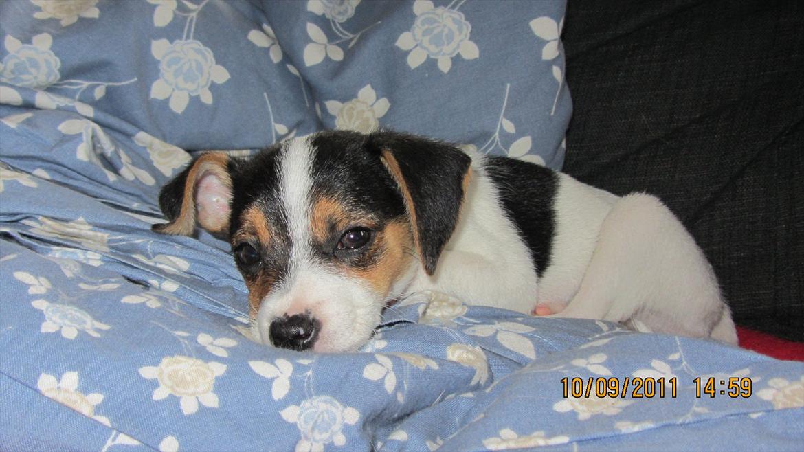 Blanding af racer Szhirley billede 3