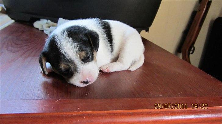 Blanding af racer Szhirley billede 4