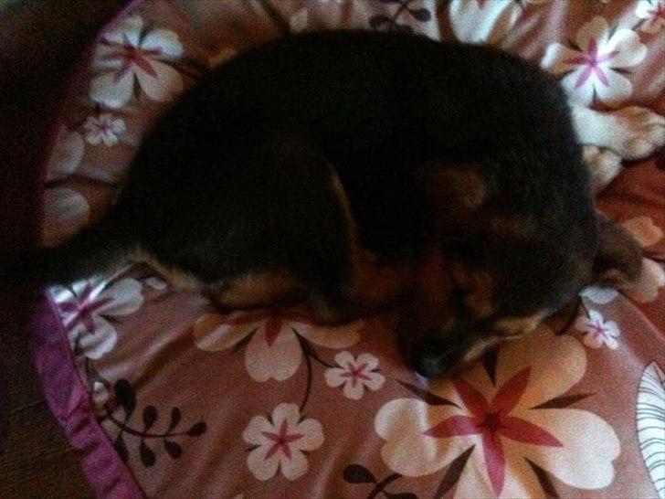 Blanding af racer Anouk - Lige ankommet hjemme - Anouk 8 uger <3 billede 8