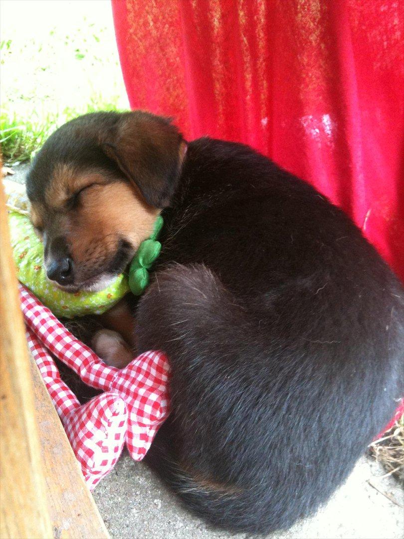 Blanding af racer Anouk - Anouk og hendes bamse ;) billede 1