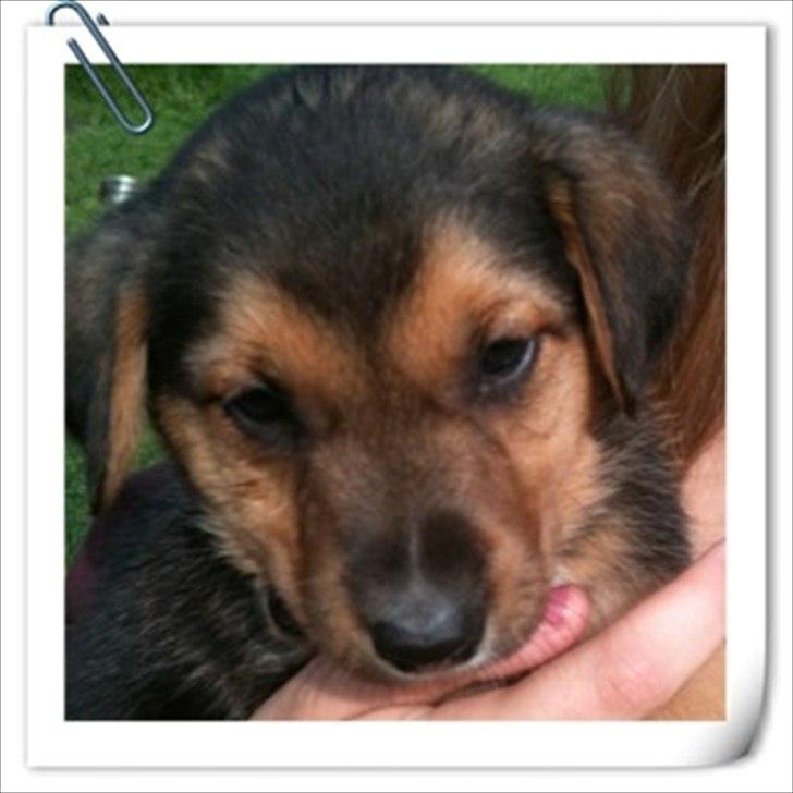 Blanding af racer Anouk - Anouk 6 uger billede 7