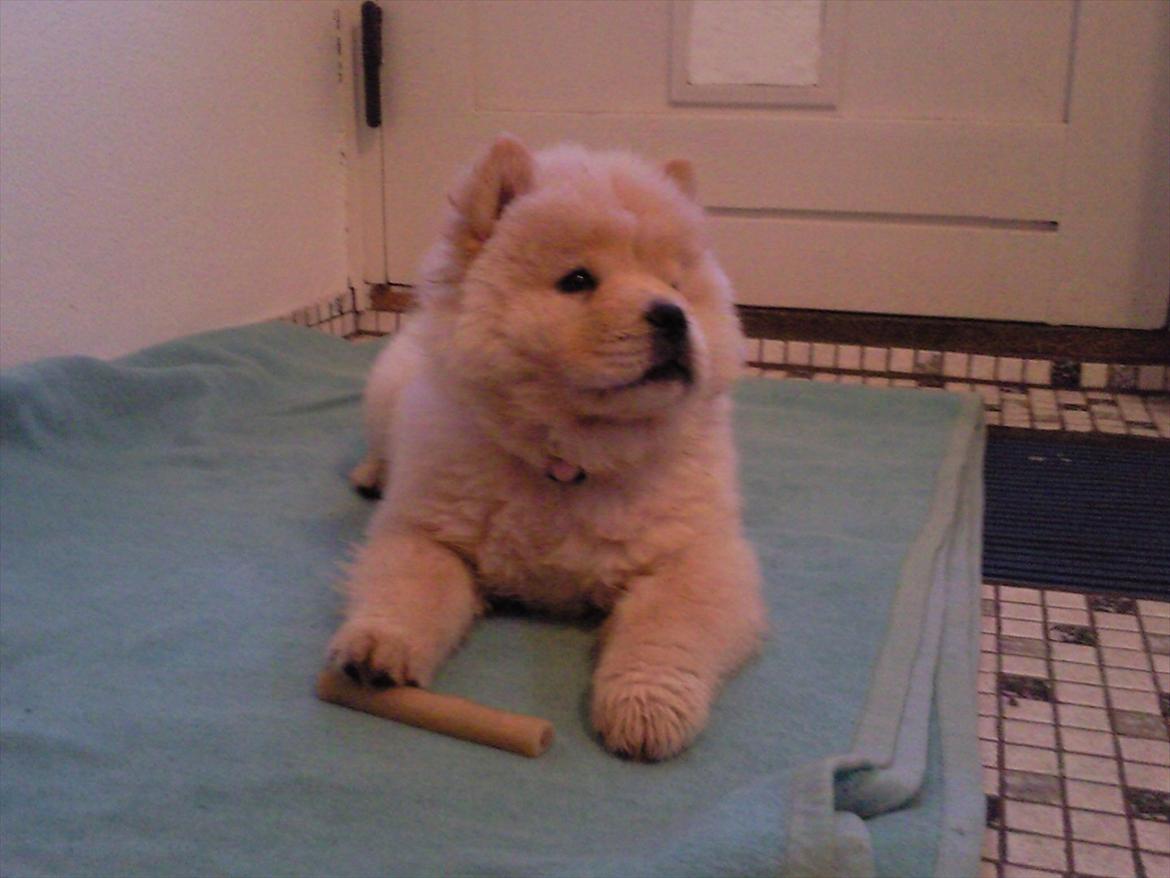 Chow chow Lilo billede 1