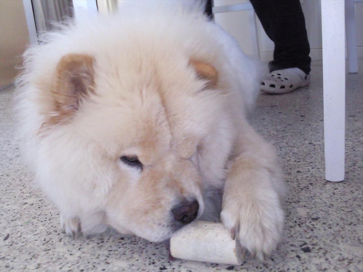 Chow chow Lilo billede 2