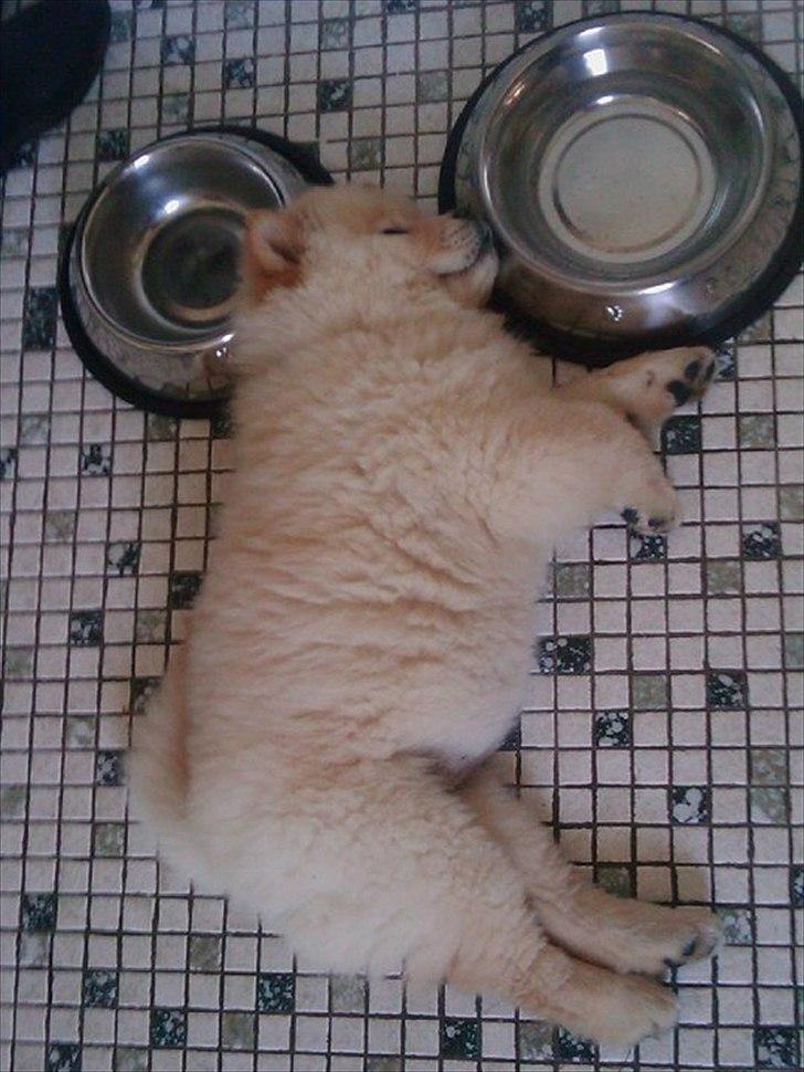 Chow chow Lilo billede 3