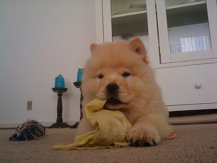 Chow chow Lilo billede 4