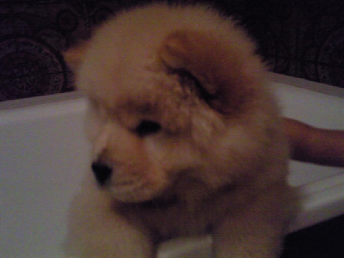 Chow chow Lilo billede 5