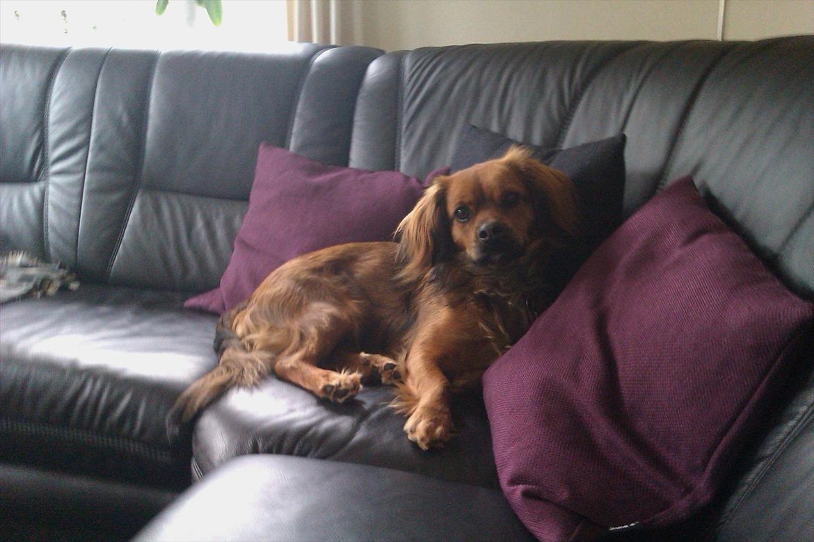 Blanding af racer T&#248;sen billede 1