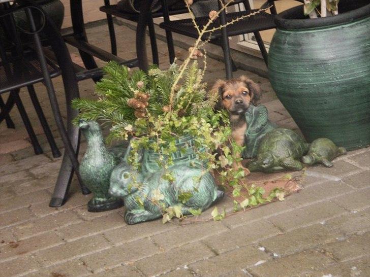 Blanding af racer T&#248;sen billede 2