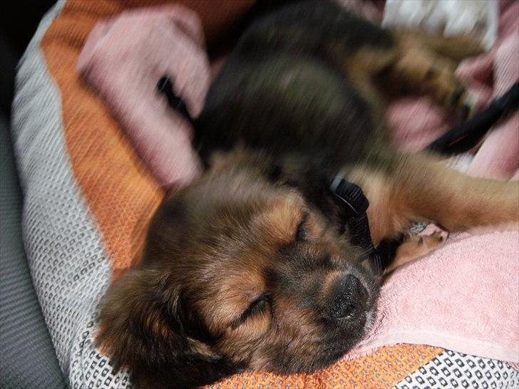 Blanding af racer T&#248;sen billede 3