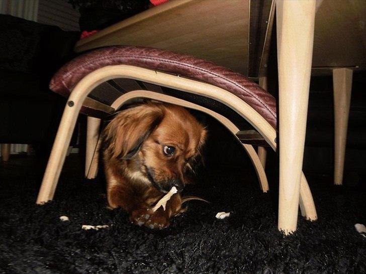 Blanding af racer T&#248;sen billede 4