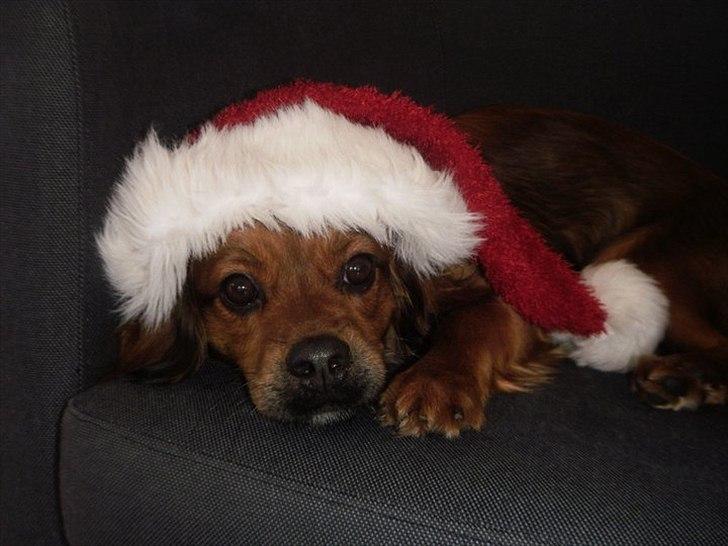 Blanding af racer T&#248;sen billede 5