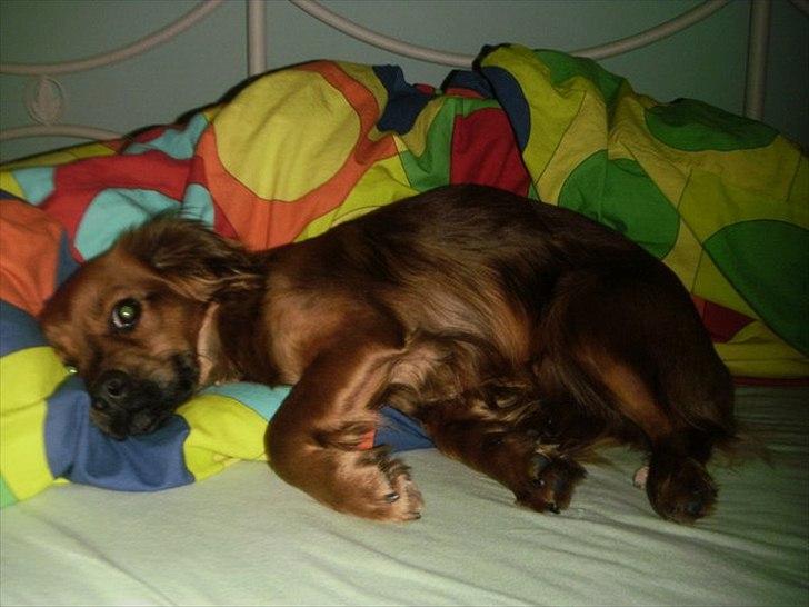 Blanding af racer T&#248;sen billede 6