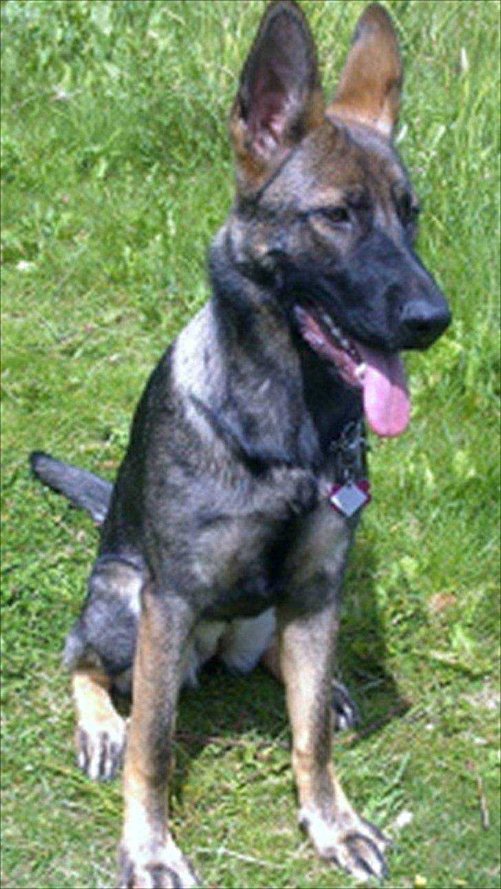 Schæferhund Freia billede 11