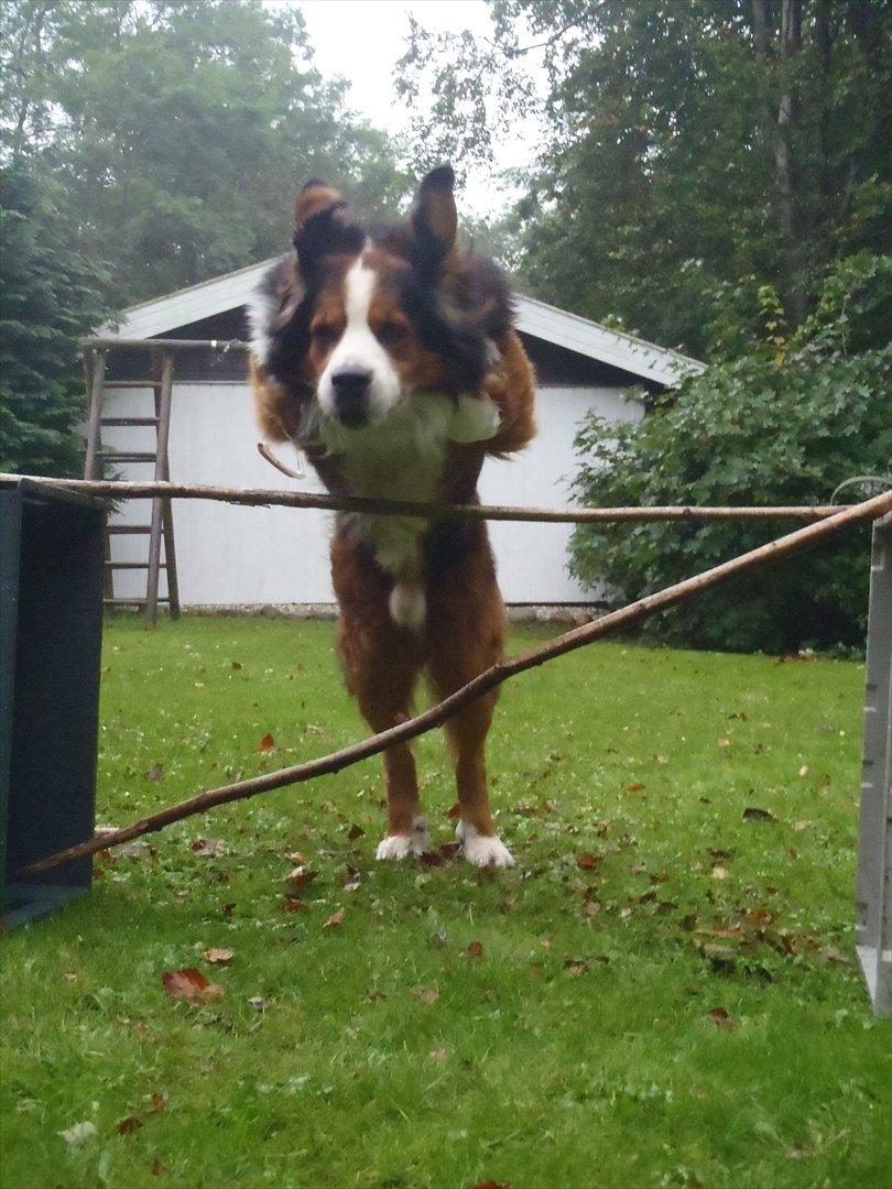 Blanding af racer Sofus R.I.P sept 2014 billede 5