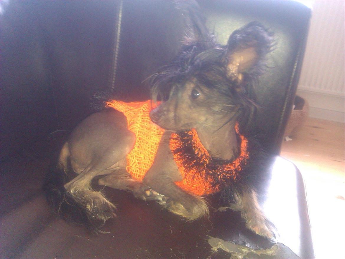 Chinese crested hårløs Gaia - Velkommen til :) billede 1