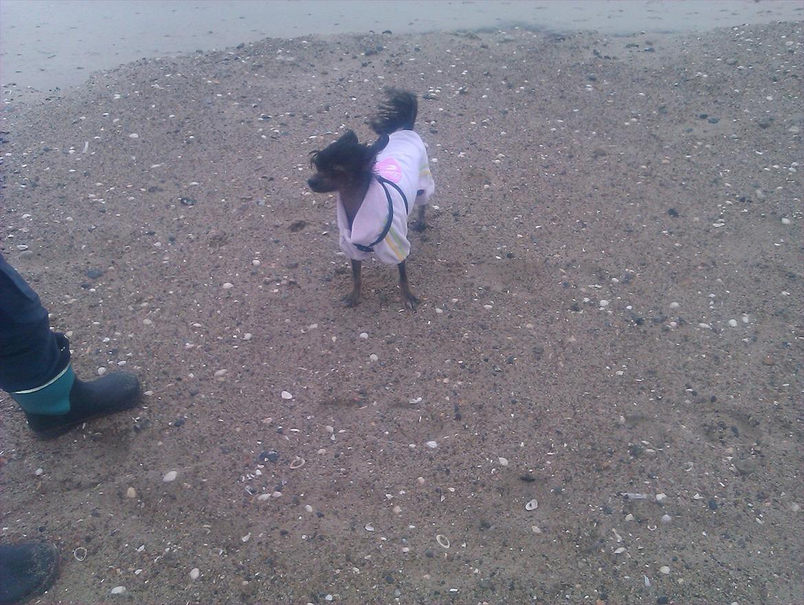 Chinese crested hårløs Gaia billede 18