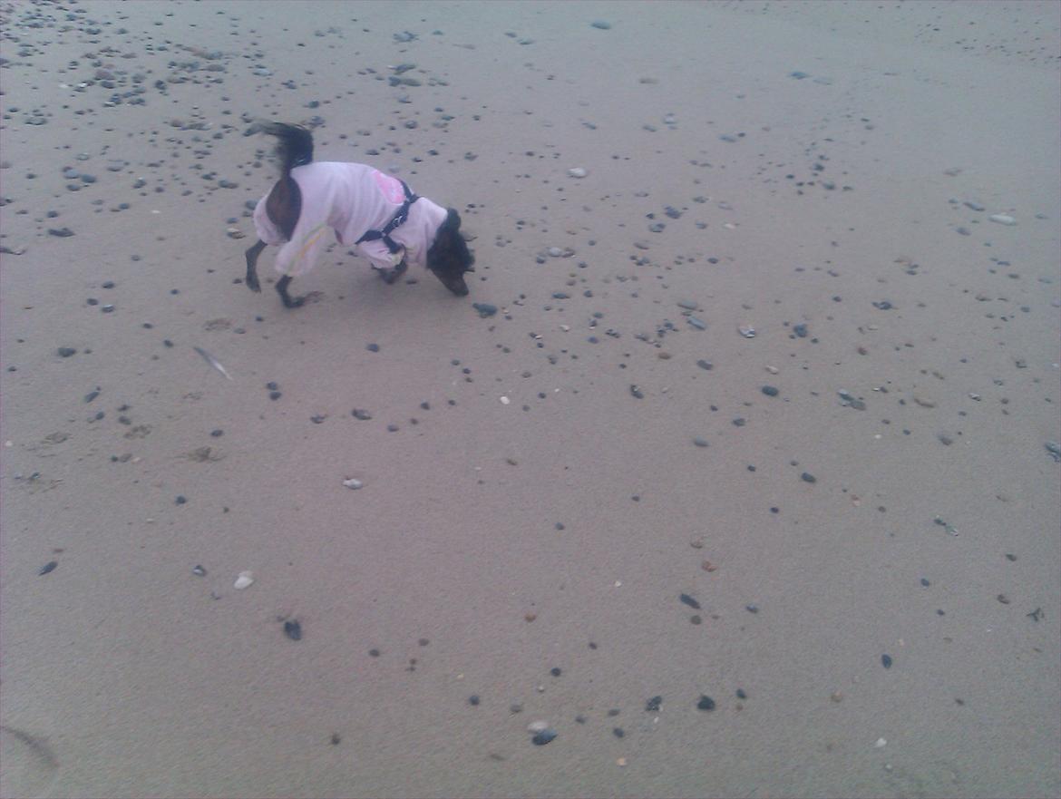 Chinese crested hårløs Gaia - Nye dufte :) billede 19