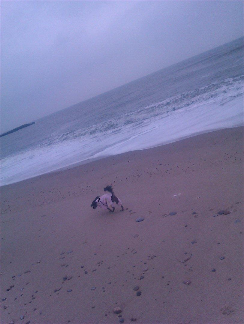 Chinese crested hårløs Gaia - Gaia`s første tur ved havet... billede 20