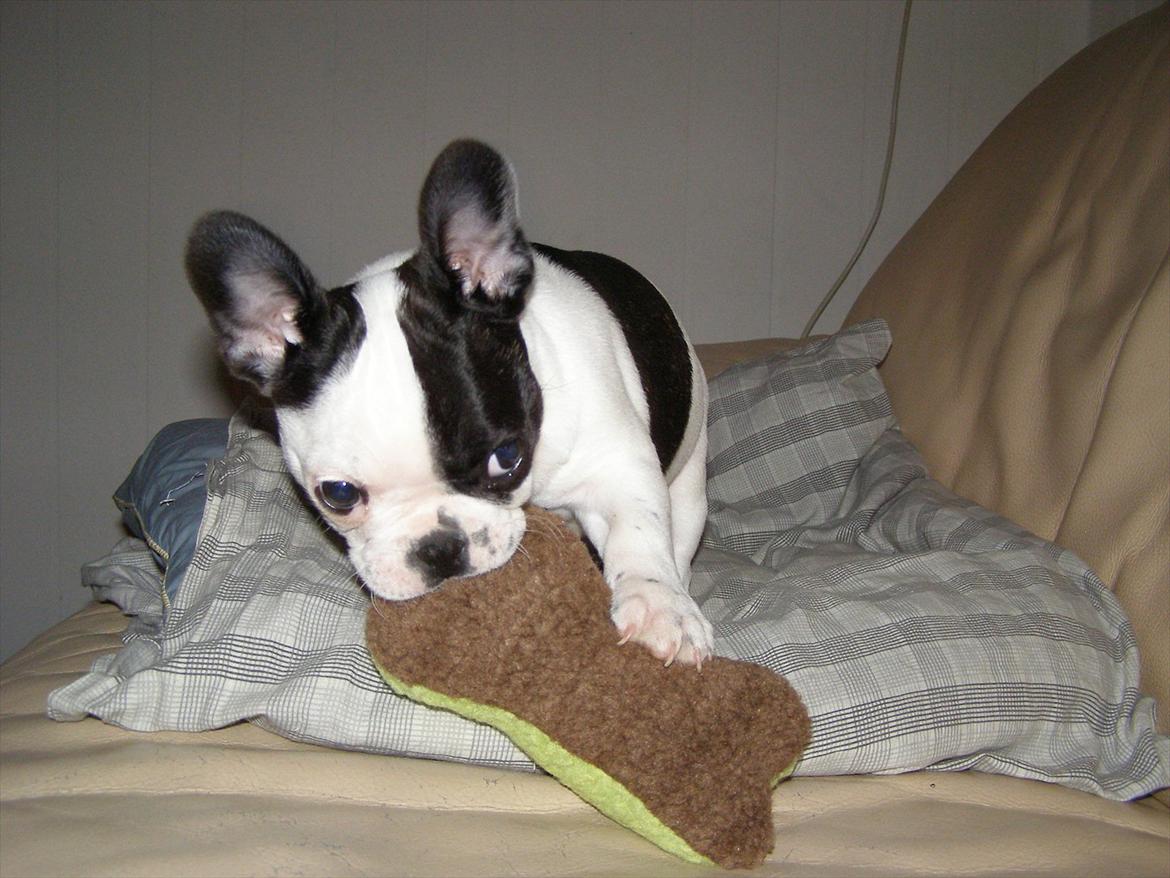 Fransk bulldog Hund billede 4