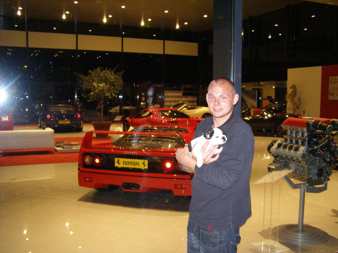 Fransk bulldog Hund - Mig og far kigger på ny bil :)  billede 5