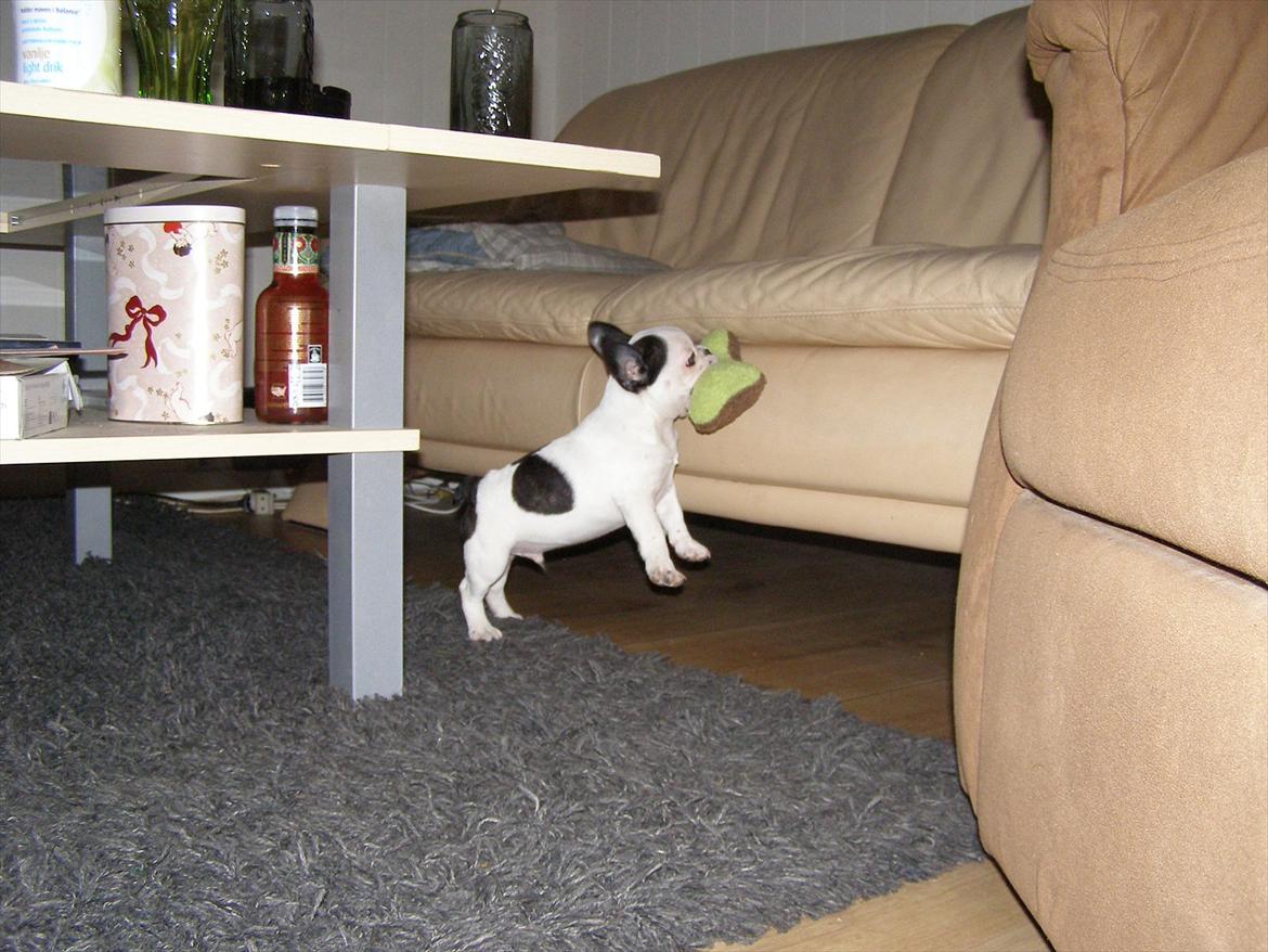 Fransk bulldog Hund billede 6