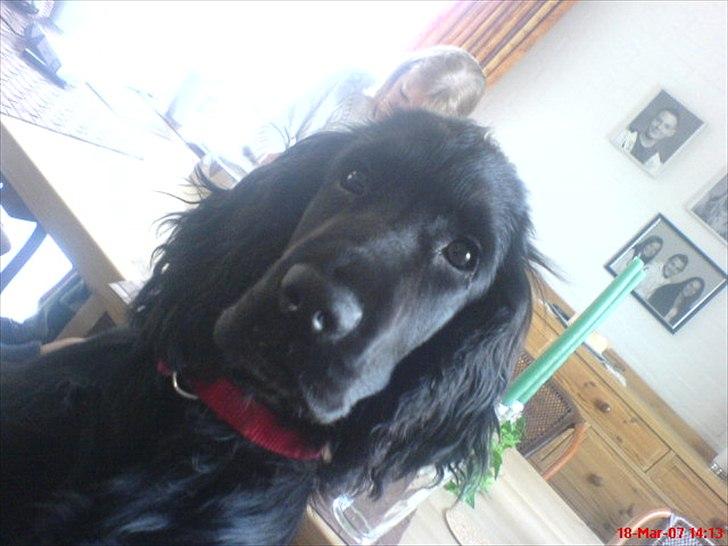 Cocker spaniel Molli  billede 1