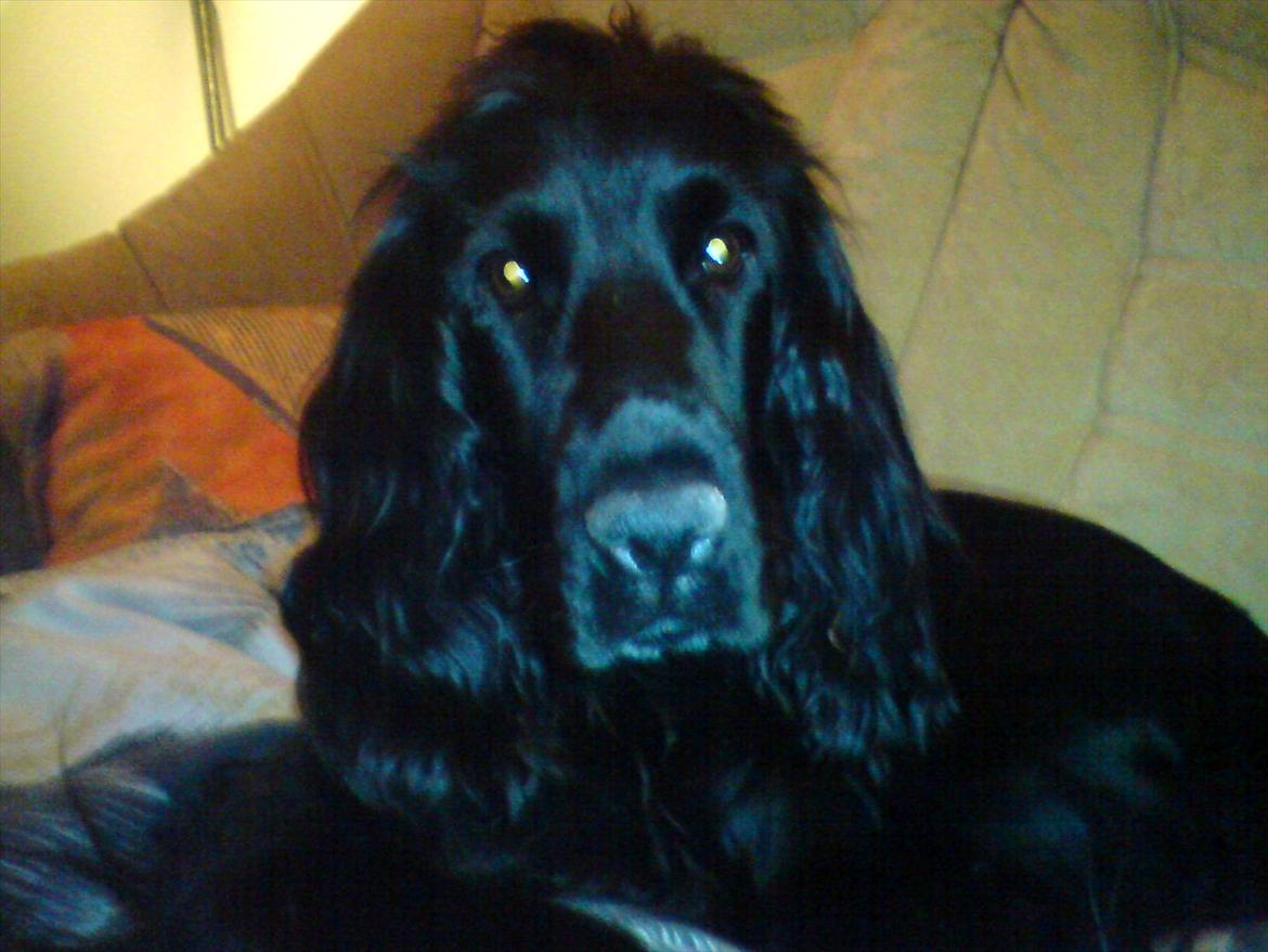 Cocker spaniel Molli  billede 2