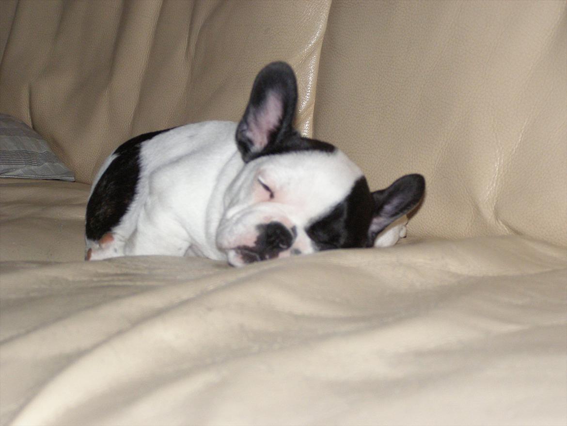 Fransk bulldog Hund billede 7