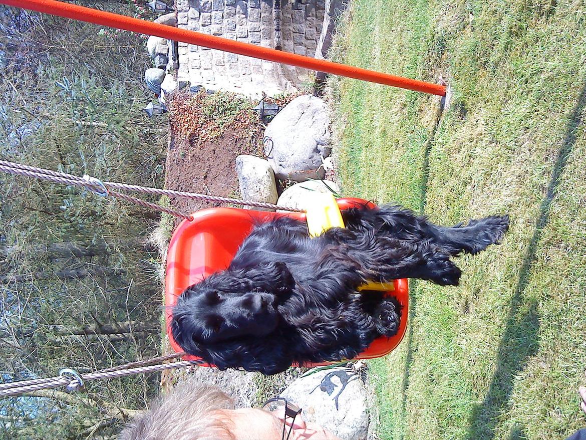Cocker spaniel Molli  billede 3