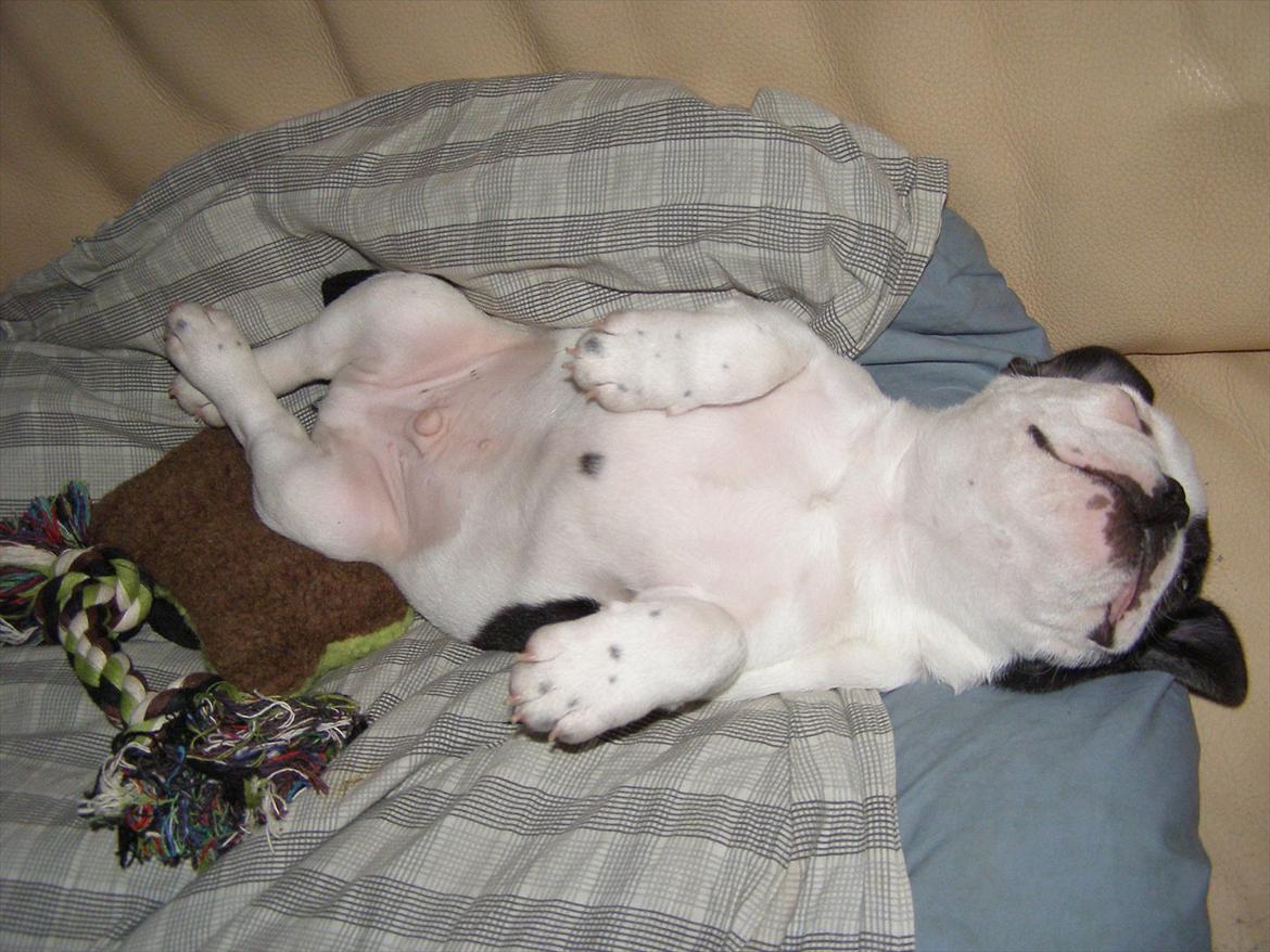 Fransk bulldog Hund billede 8