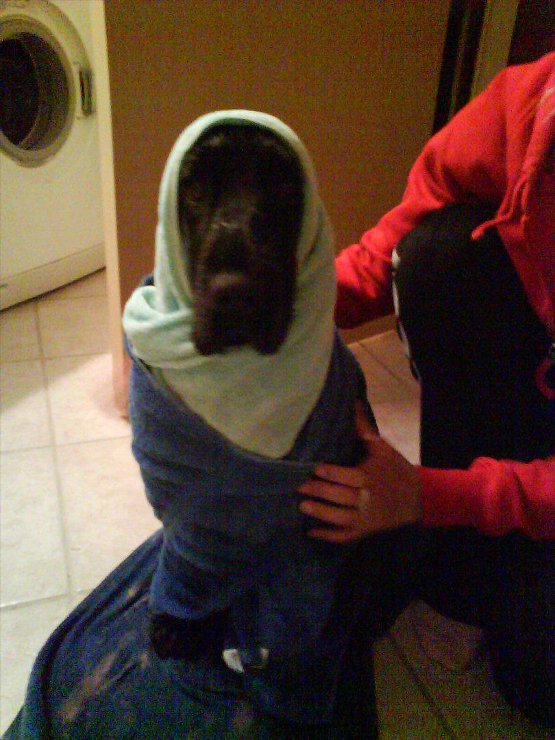 Cocker spaniel Molli  - molli elsker og være i bad:) billede 4