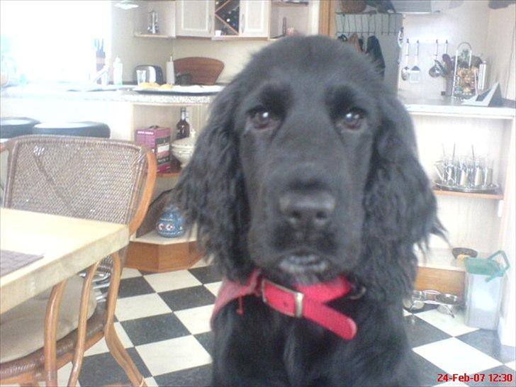 Cocker spaniel Molli  billede 5