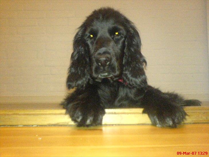 Cocker spaniel Molli  - kommer du snart:) billede 6