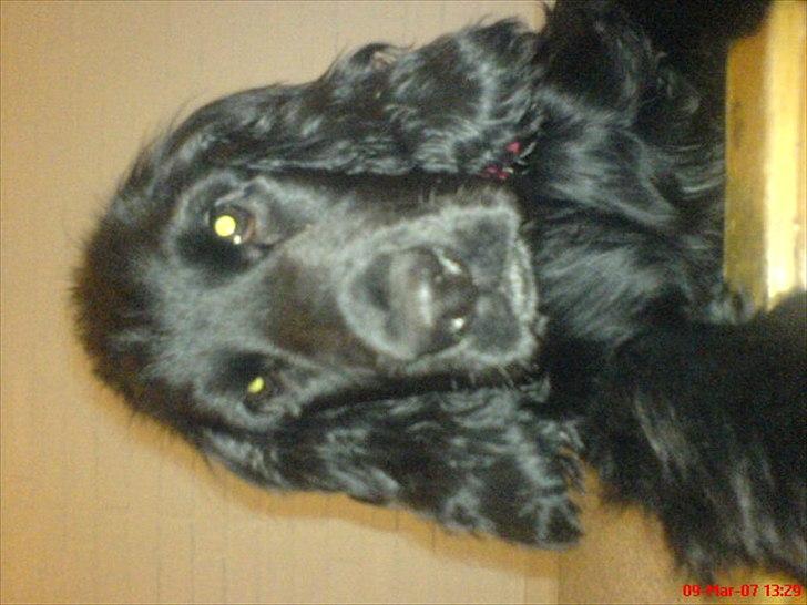 Cocker spaniel Molli  billede 7