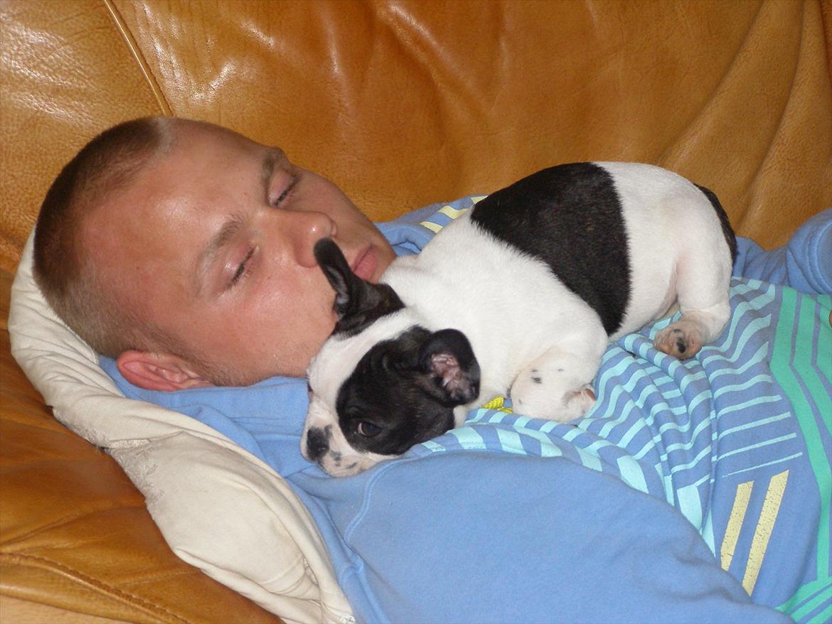 Fransk bulldog Hund billede 9