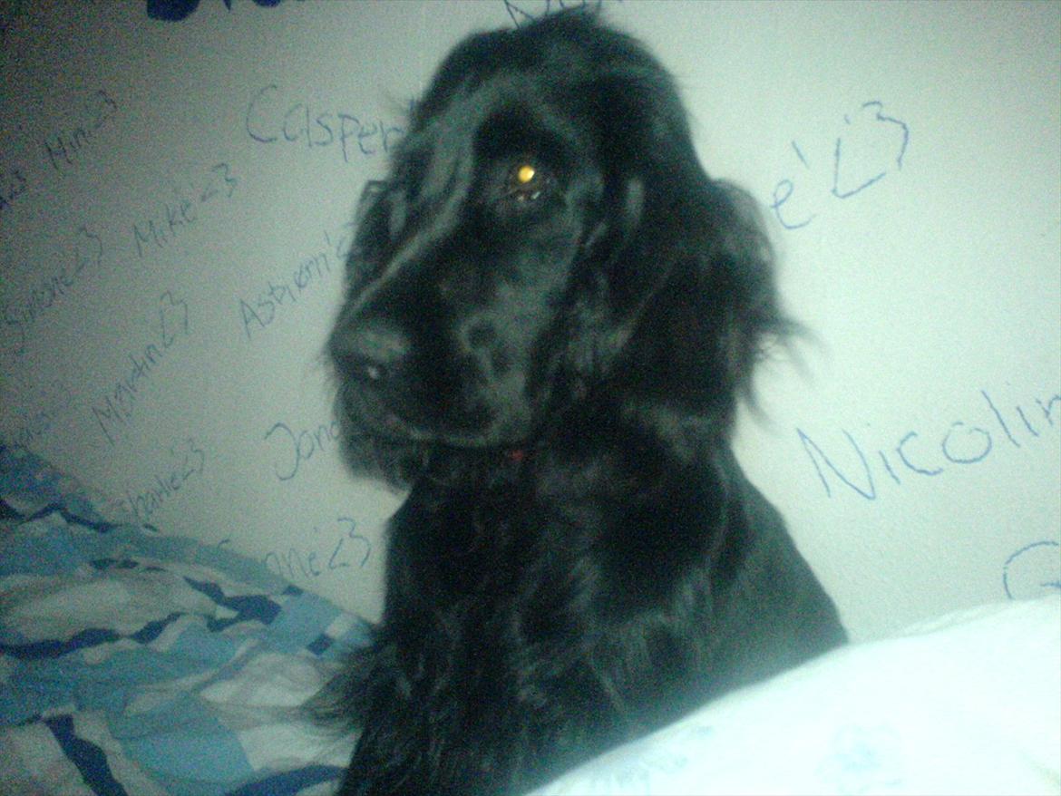 Cocker spaniel Molli  billede 8