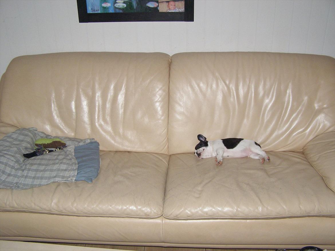 Fransk bulldog Hund billede 16