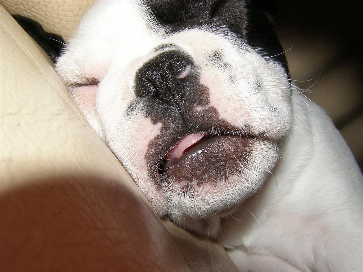 Fransk bulldog Hund billede 10