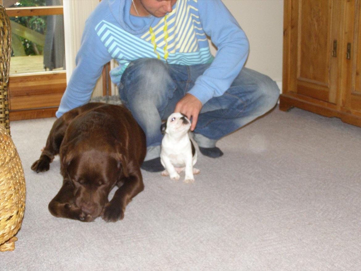 Fransk bulldog Hund billede 11