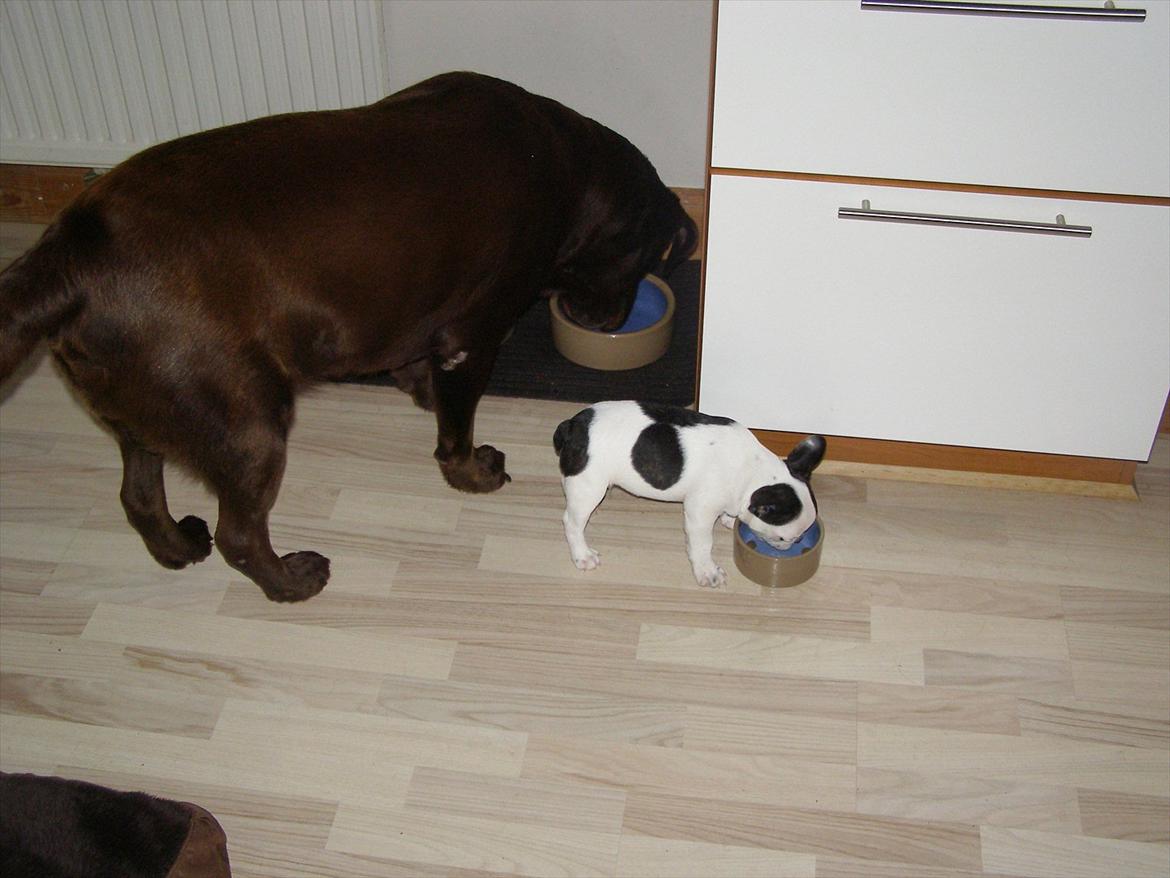 Fransk bulldog Hund - Mig og min lille ven Basse  billede 12