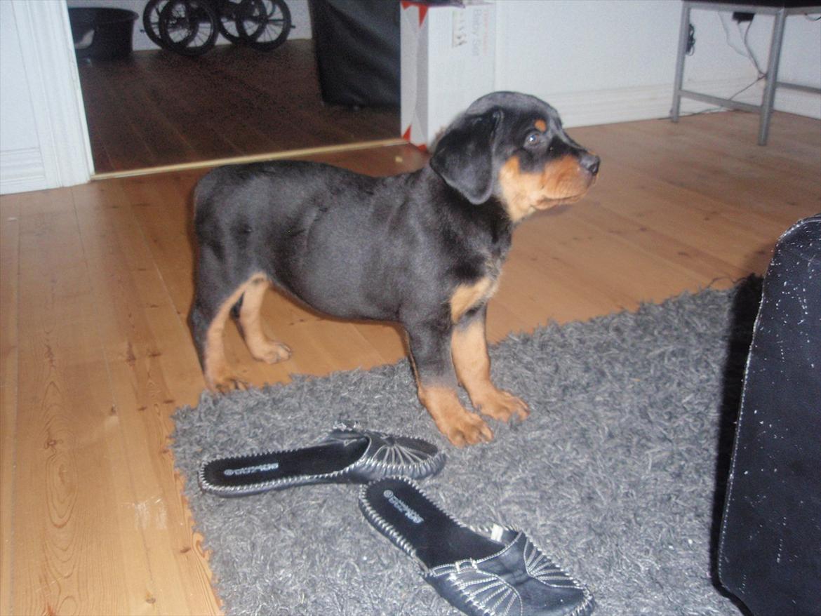 Rottweiler Zenta billede 3