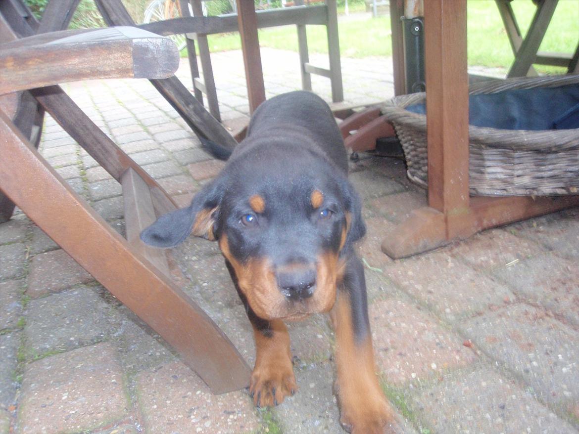 Rottweiler Zenta billede 4