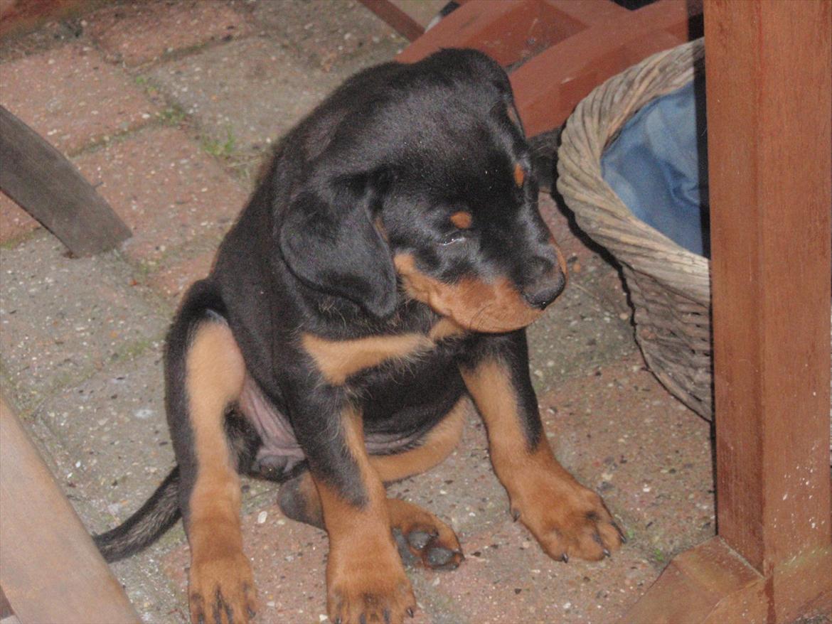 Rottweiler Zenta billede 5