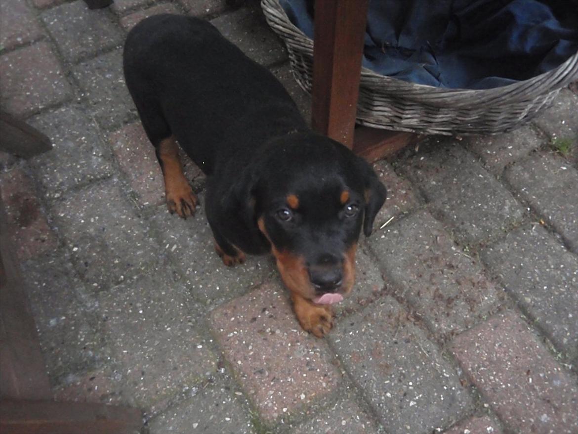 Rottweiler Zenta billede 6