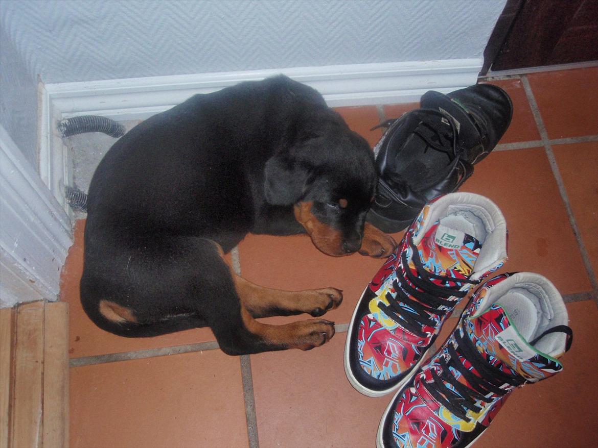 Rottweiler Zenta billede 7