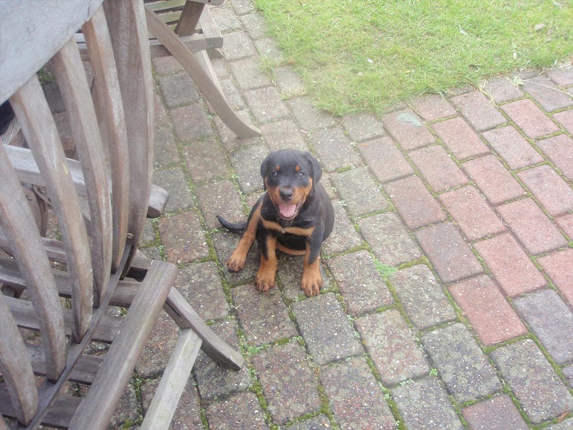 Rottweiler Zenta billede 8