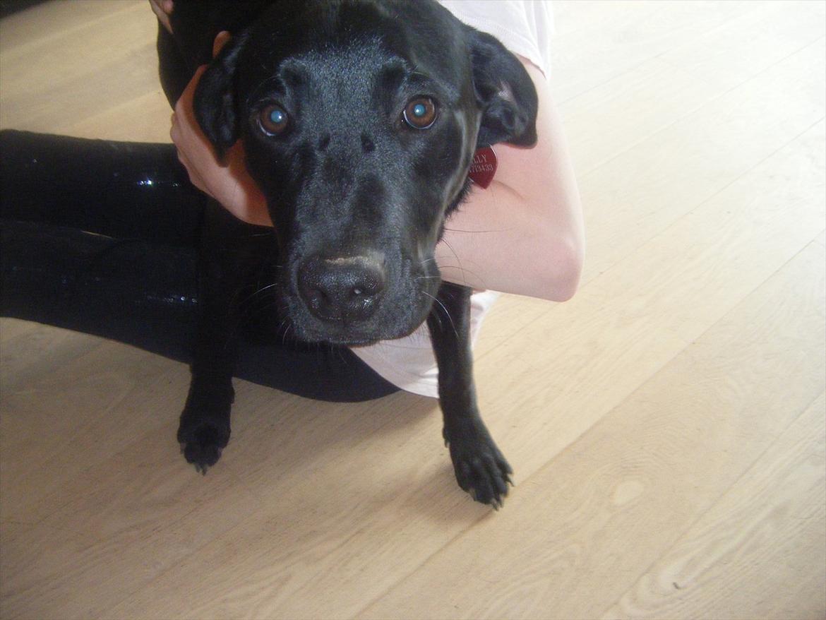 Labrador retriever Sally<3 - Er hun ikke bare kær<3
Velkommen til Sally's profil smid gerne en bedømmelse og en kommentar<3 billede 1