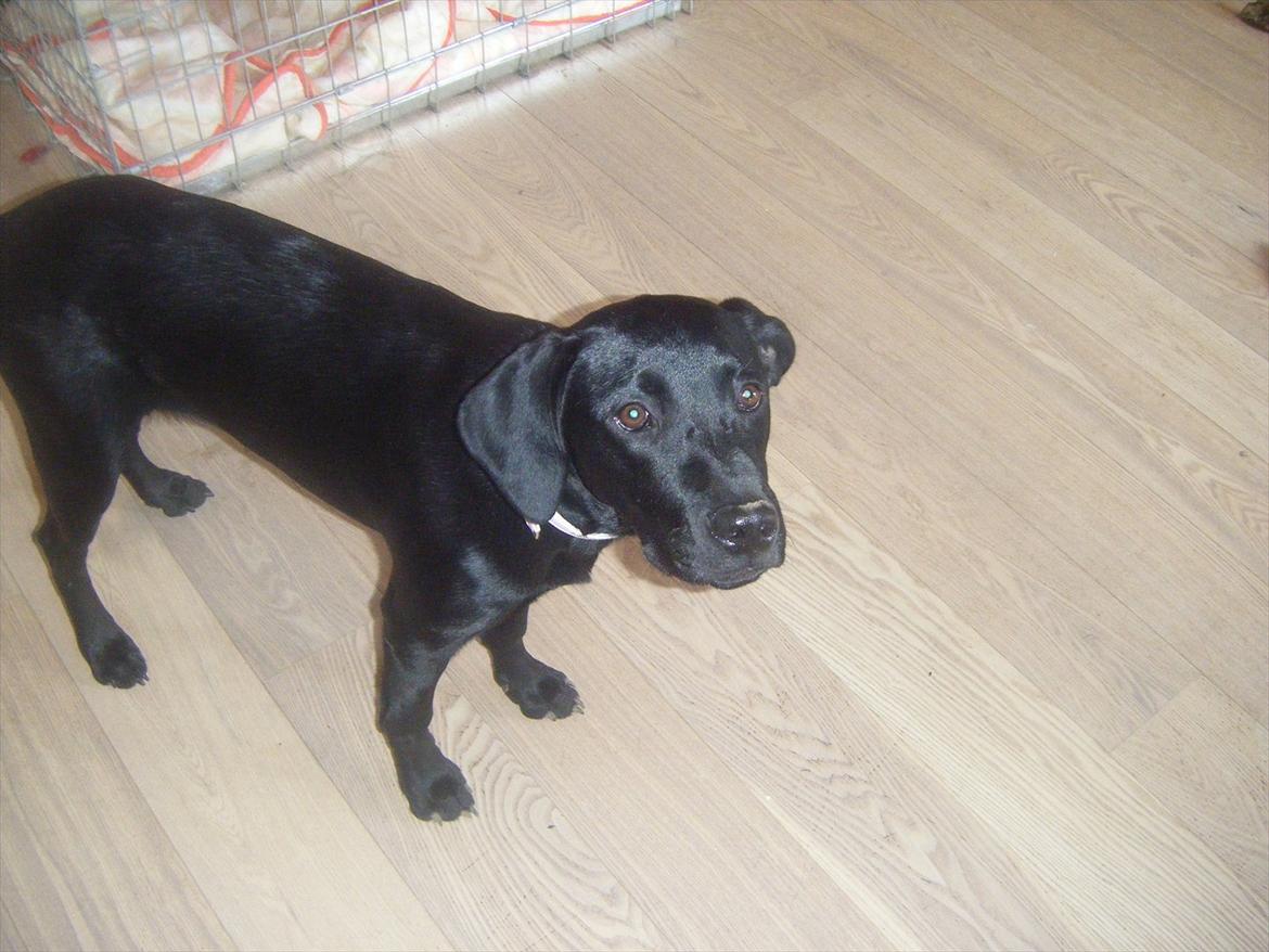 Labrador retriever Sally<3 - Se mig,Se mig <3 billede 3