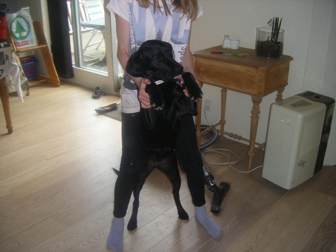 Labrador retriever Sally<3 - Sille og Sally Danser<3Skøre tøser<3 billede 5