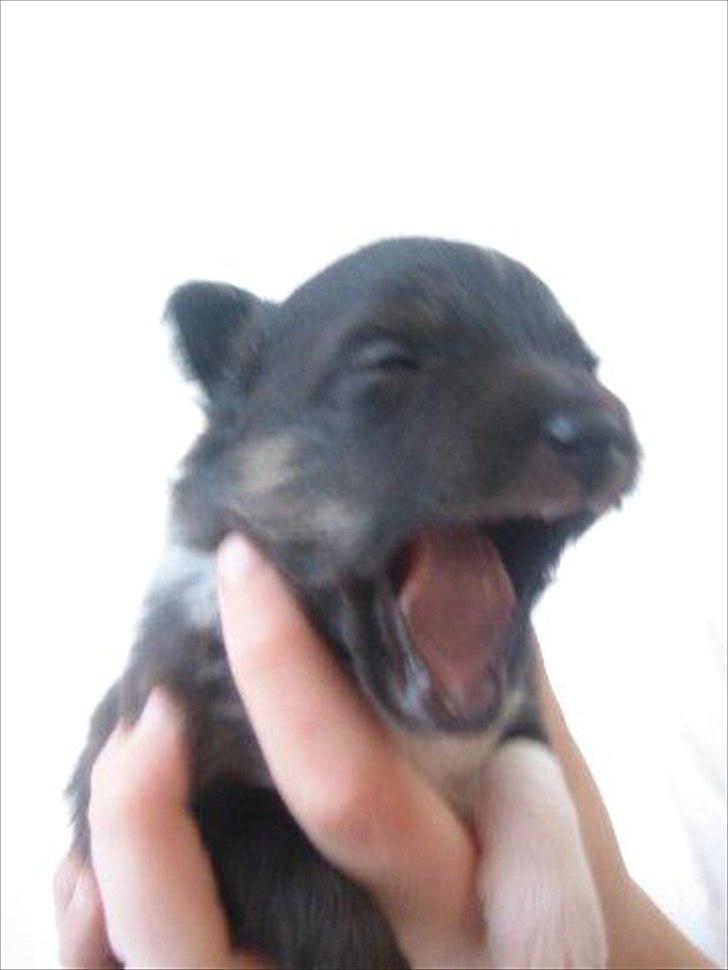 Shetland sheepdog Macons Annabell {himmelhund}  billede 3